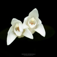 Cylindrolobus lindleyi (Thwaites) Ormerod & C.S.Kumar